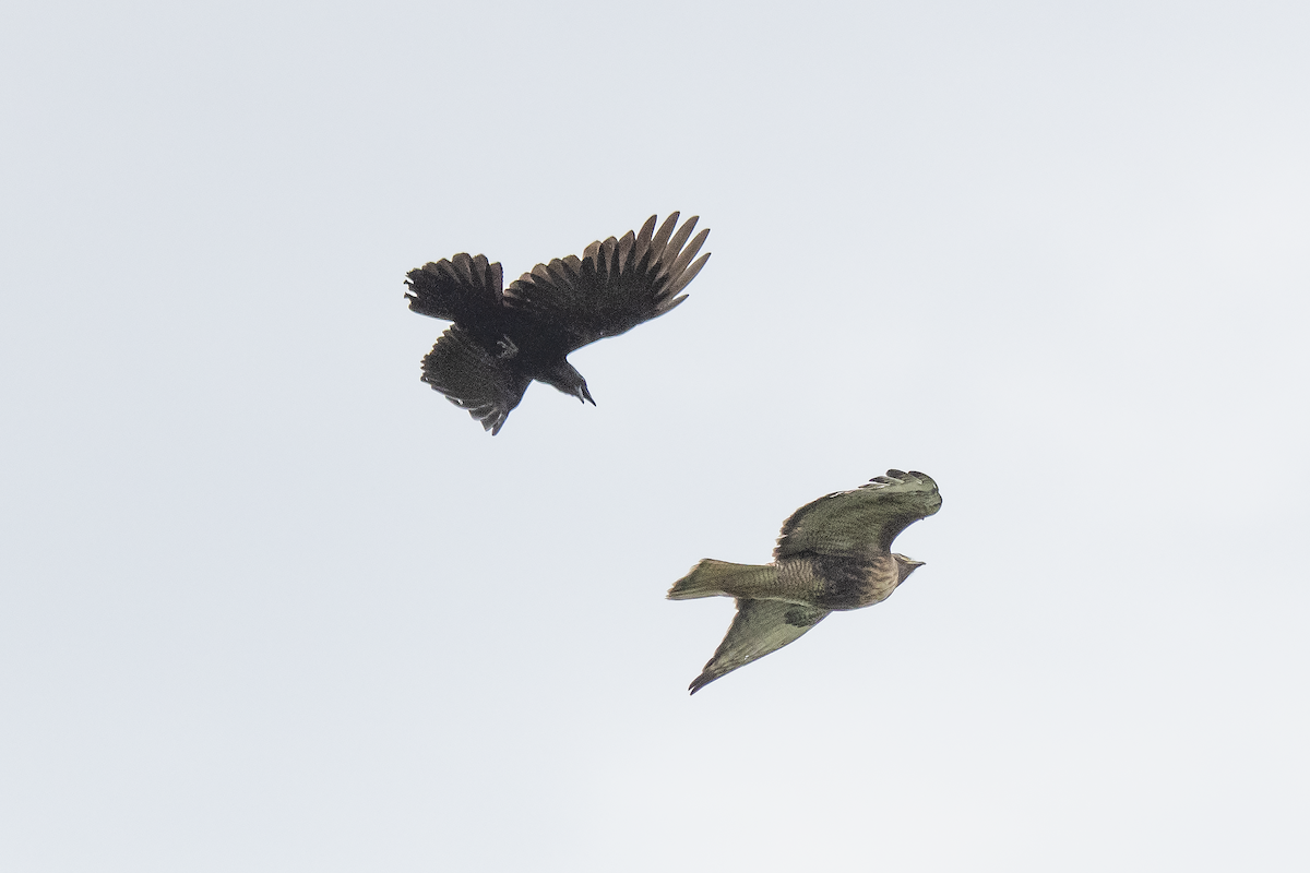Cooper's Hawk - ML457580631