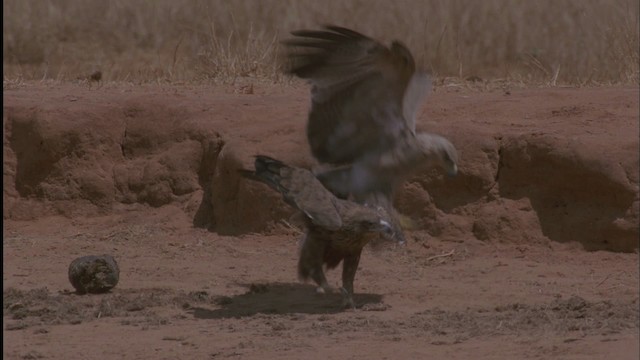 Tawny Eagle - ML457581