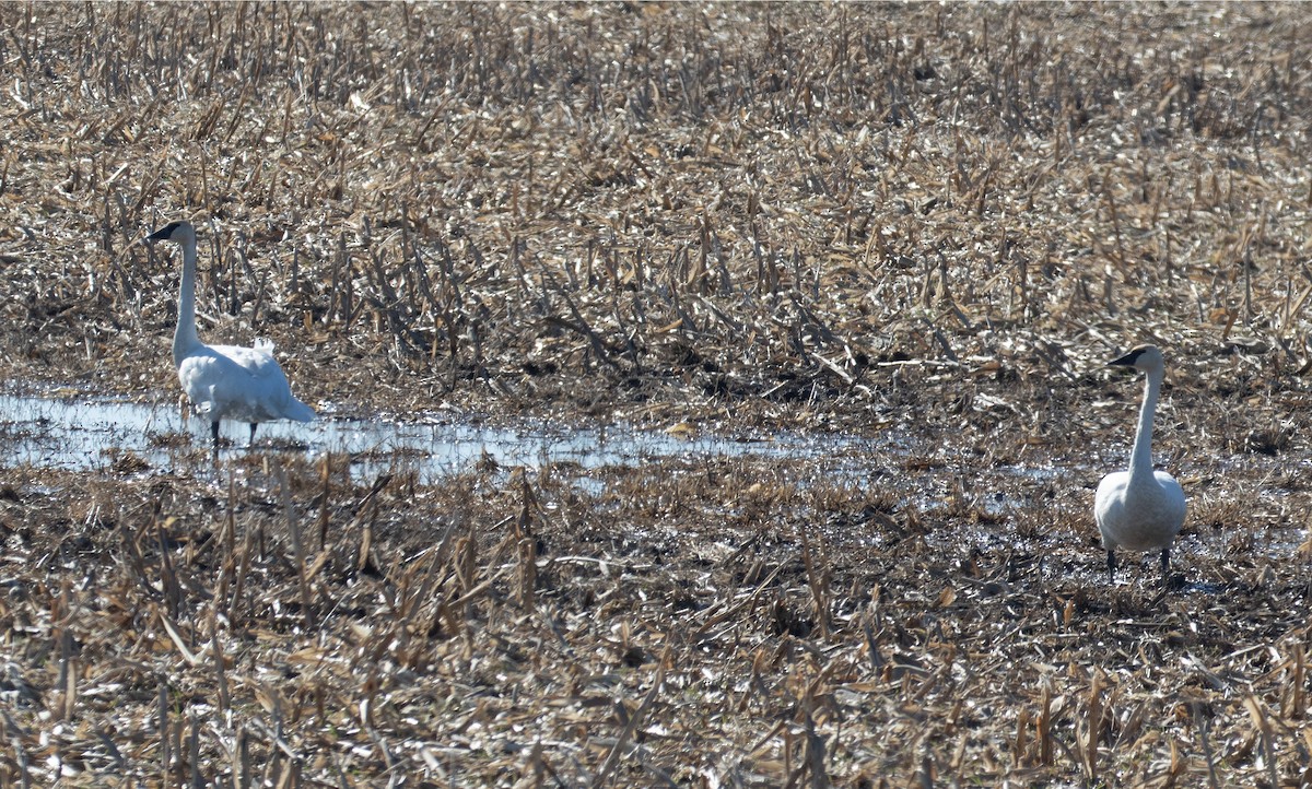Cygne trompette - ML457582171
