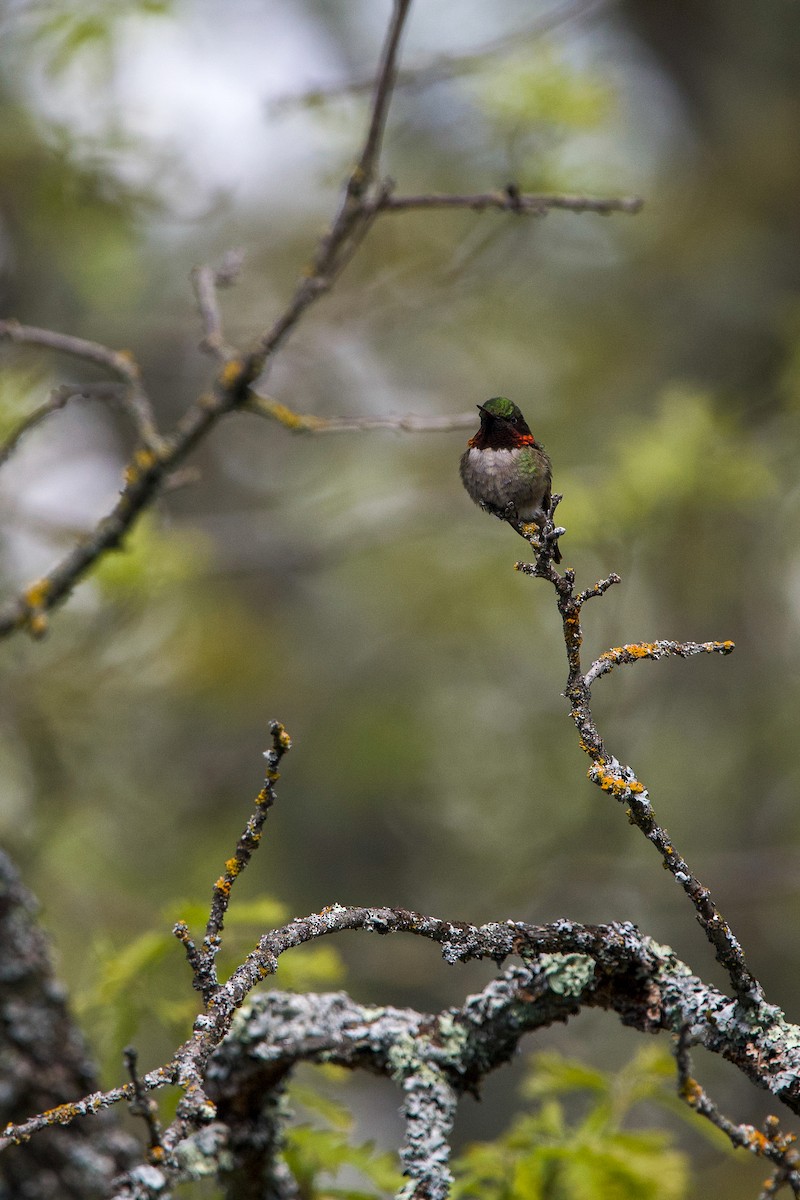 Ruby-throated Hummingbird - ML457582211