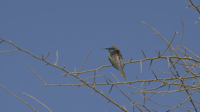 Arabian Green Bee-eater - ML457582781