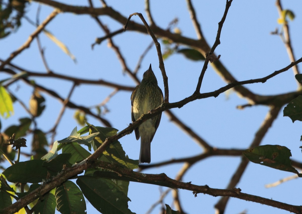 Olive-striped Flycatcher - ML45758391