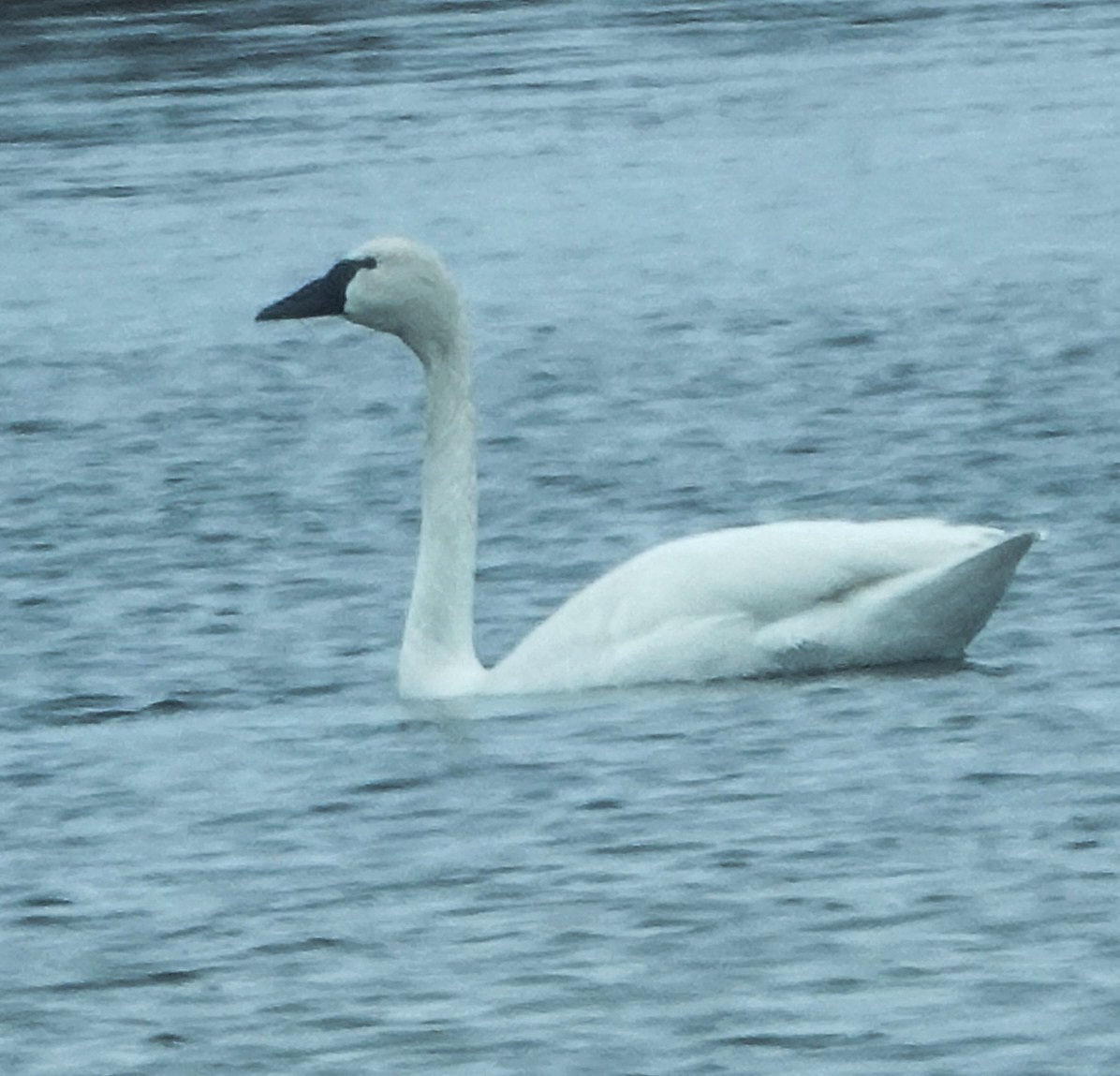 Trumpeter Swan - Kathleen Horn