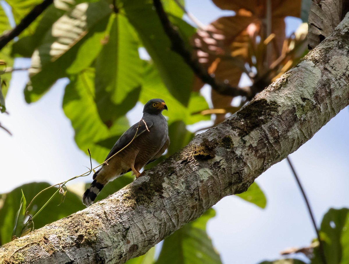 Roadside Hawk - ML457584561