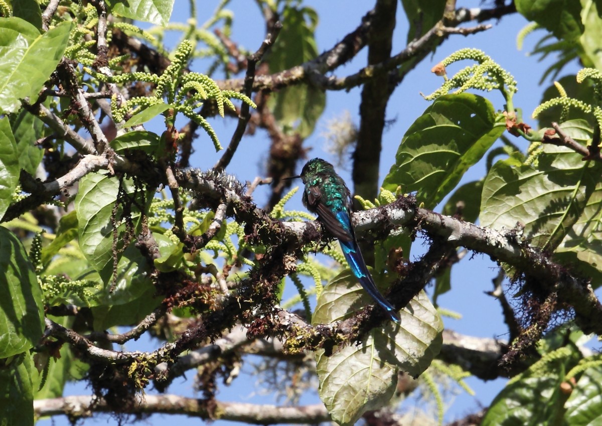 Long-tailed Sylph - Nigel Voaden