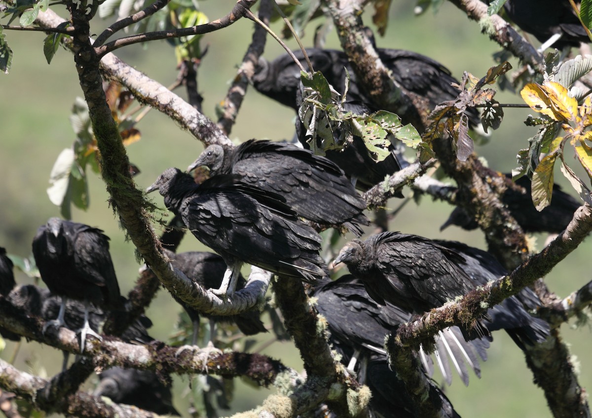 Black Vulture - ML45758501