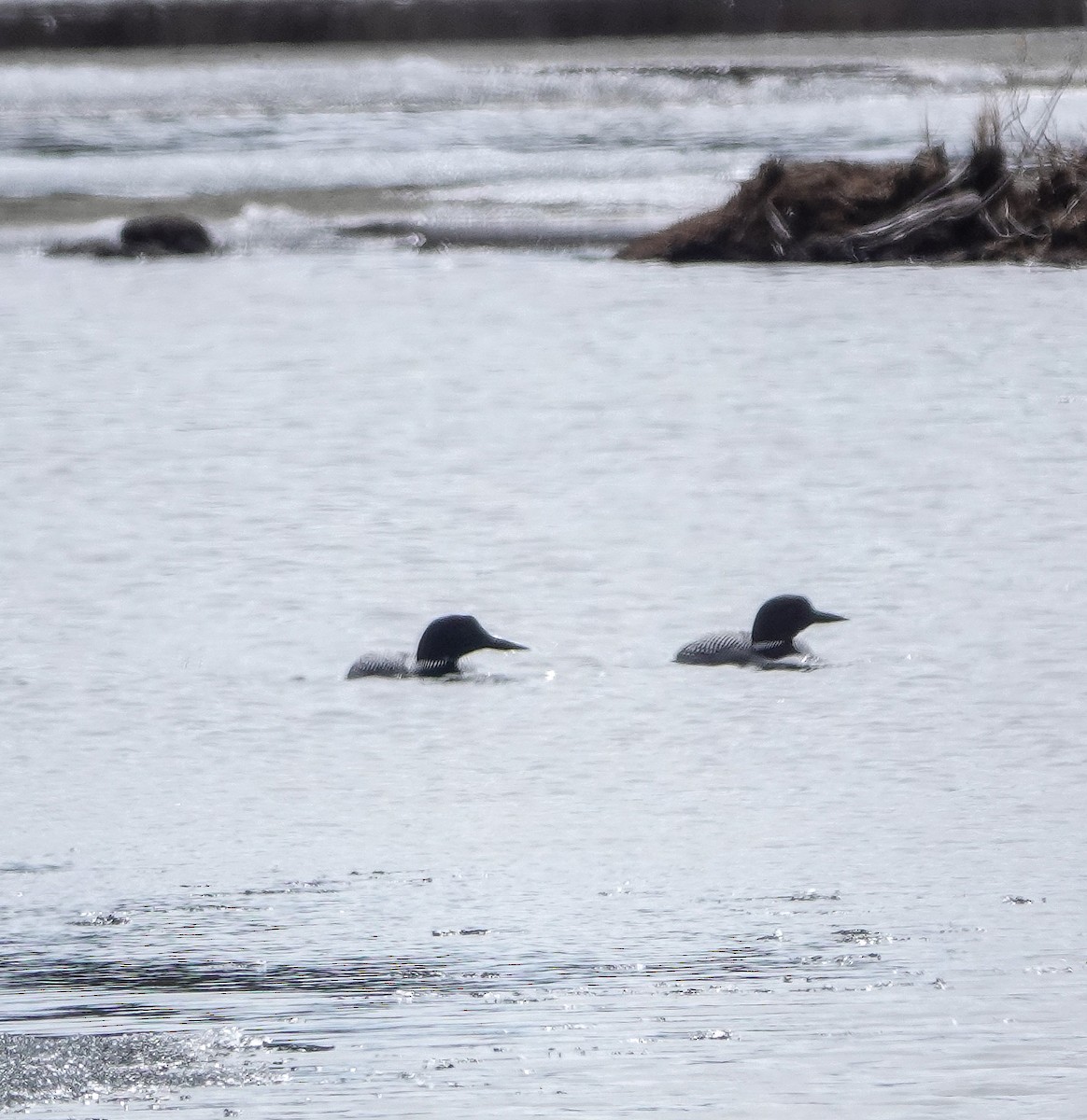 Common Loon - ML457585171