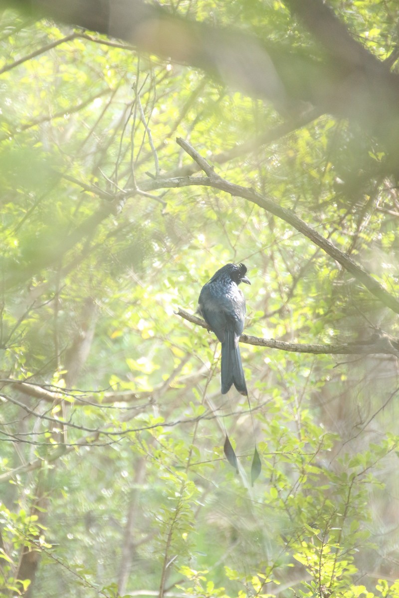 Greater Racket-tailed Drongo - ML45758611