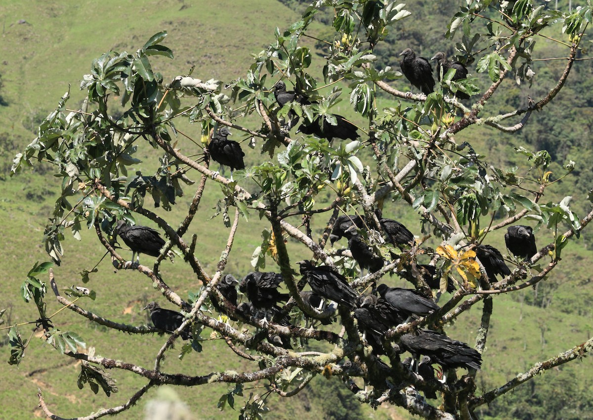 Black Vulture - ML45758641