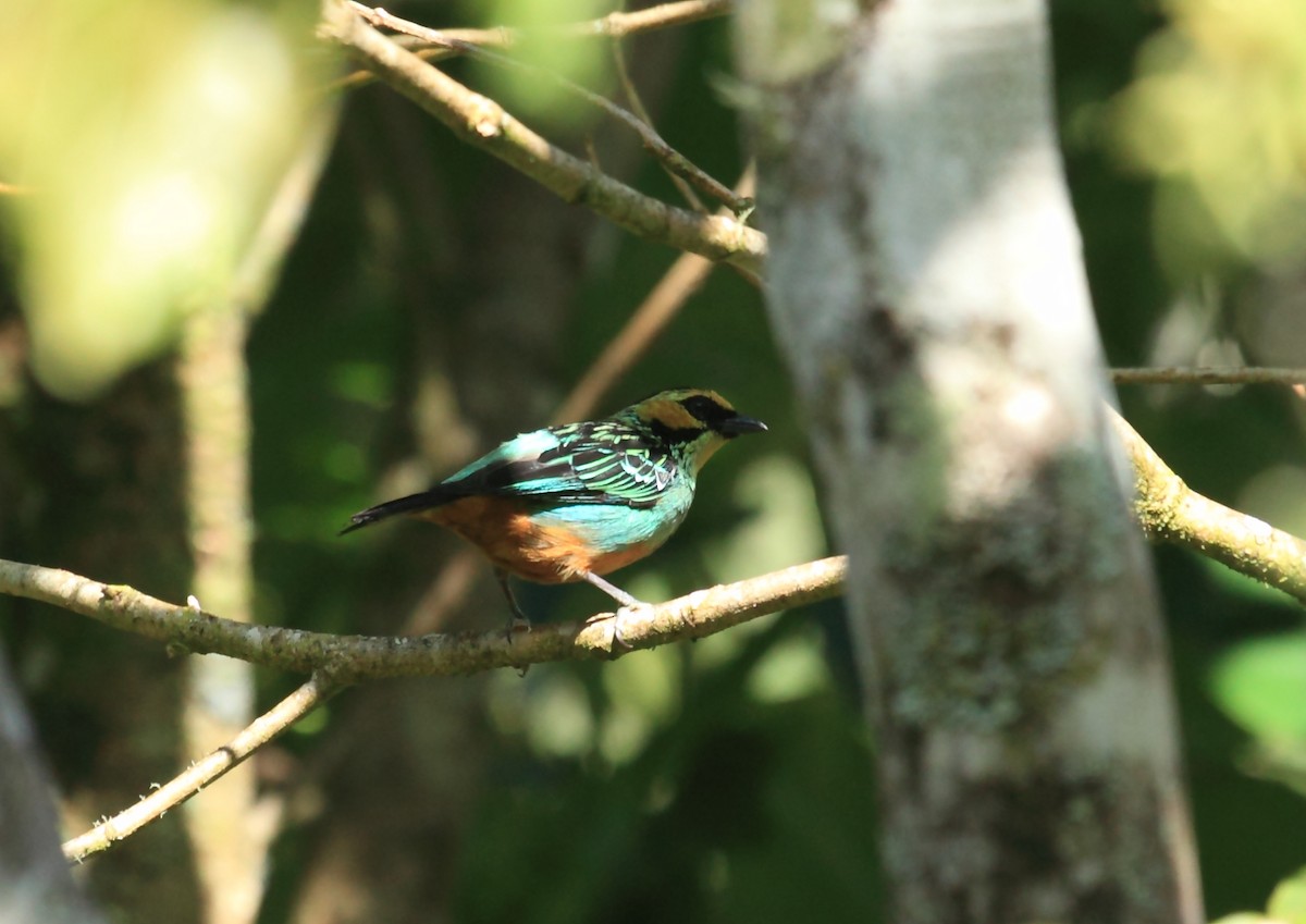 Golden-eared Tanager - ML45758661