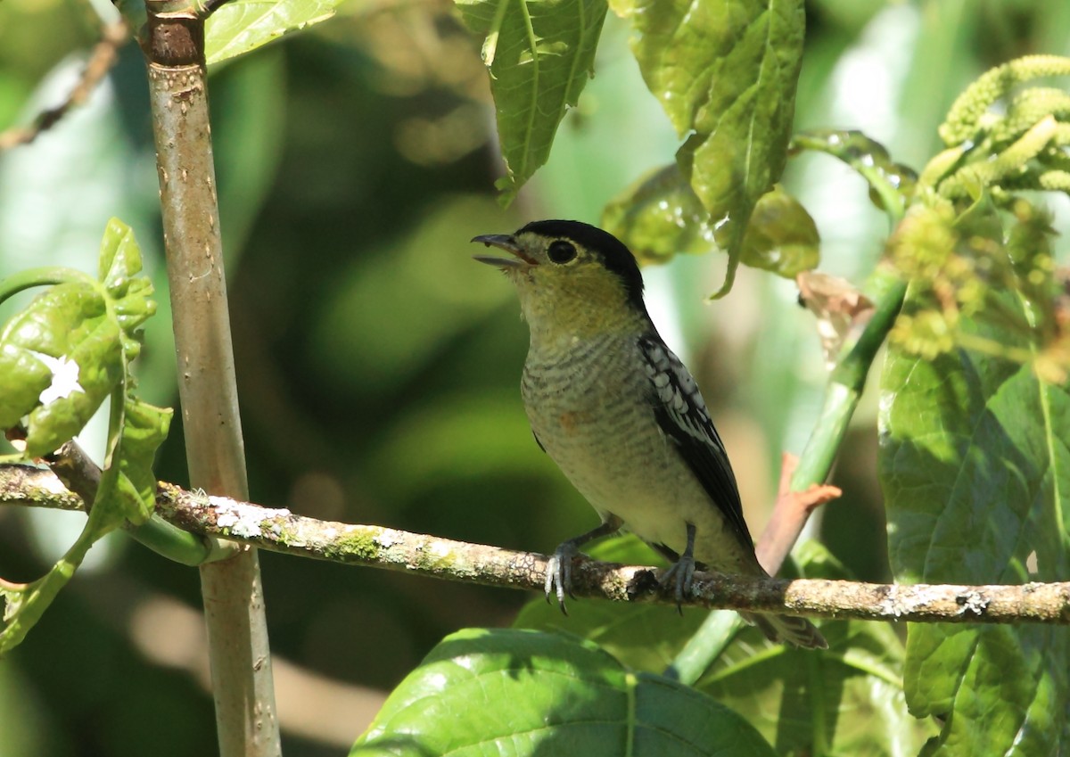 Barred Becard - ML45758681