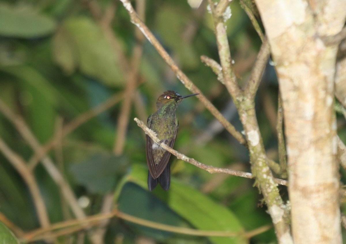 Violet-fronted Brilliant - ML45758731