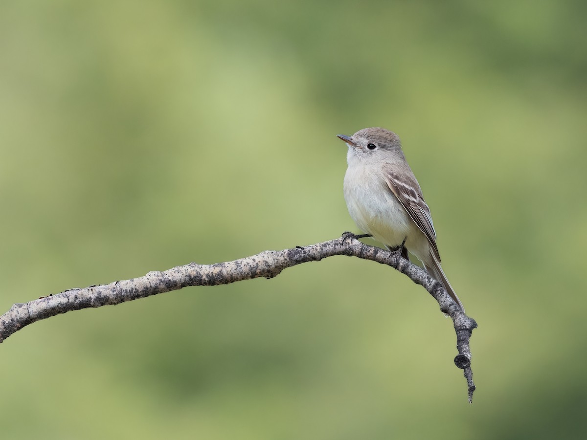 Dusky Flycatcher - Steve Wickliffe