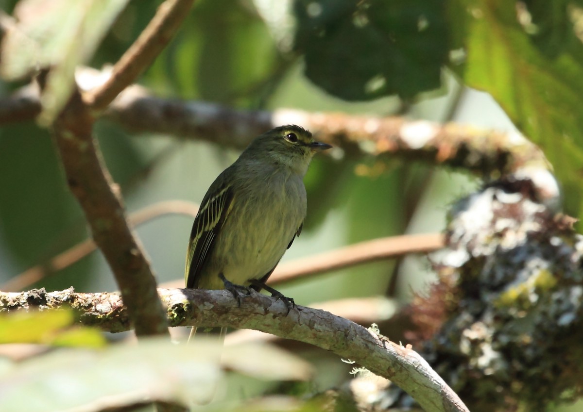 Golden-faced Tyrannulet (Golden-faced) - ML45758941