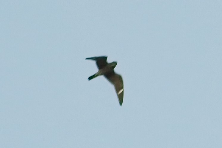 Common Nighthawk - Calvin S