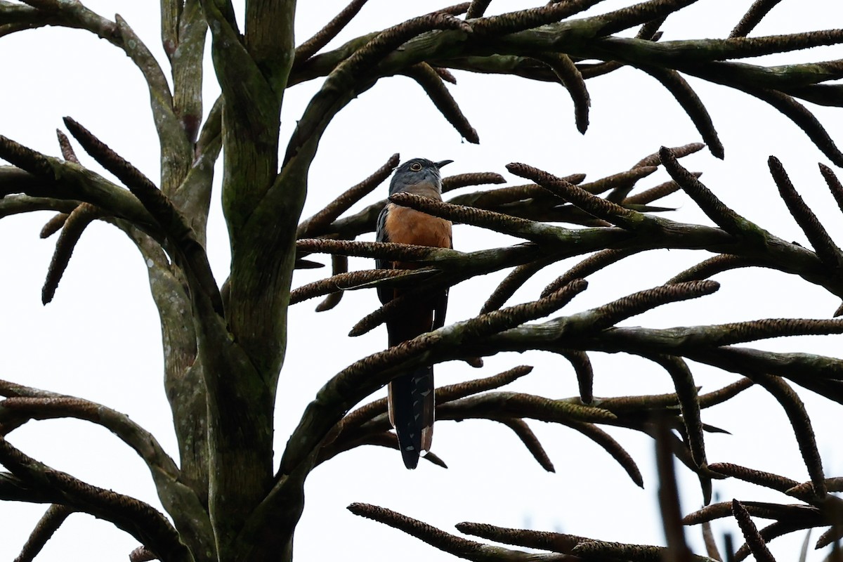 Brush Cuckoo (Sulawesi) - ML457590391