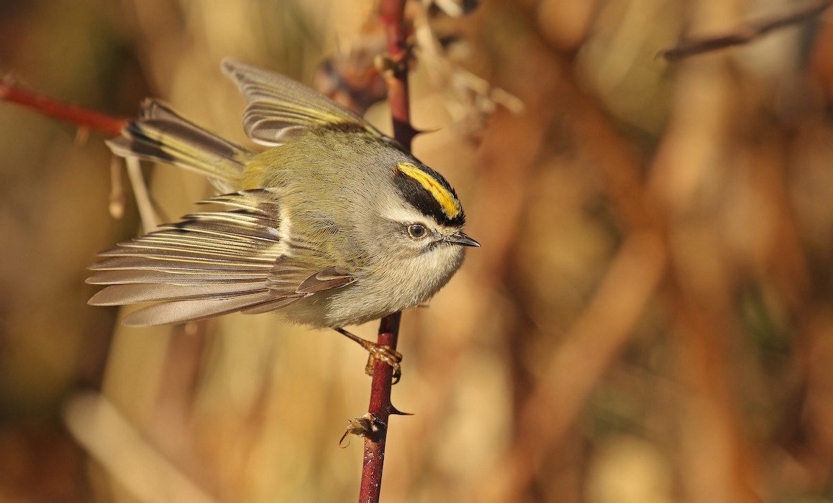 Golden-crowned Kinglet - Ryan Schain