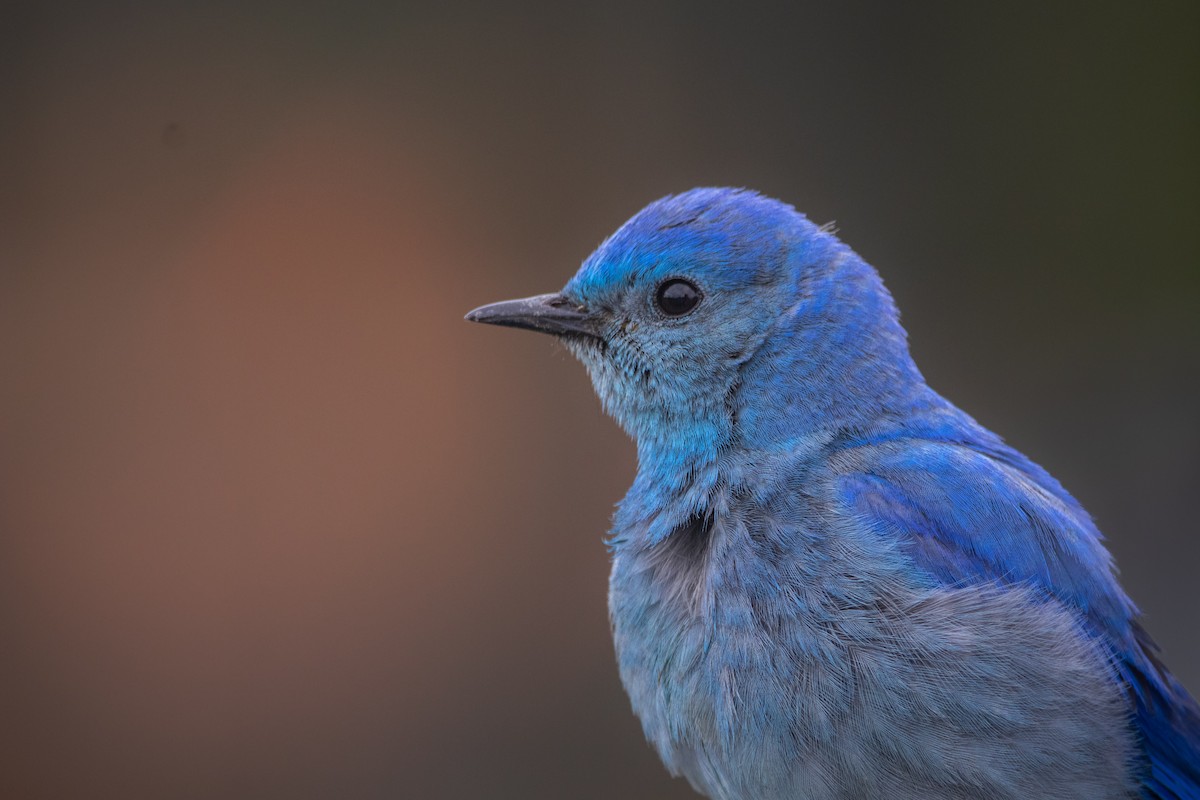 Mountain Bluebird - Rain Saulnier