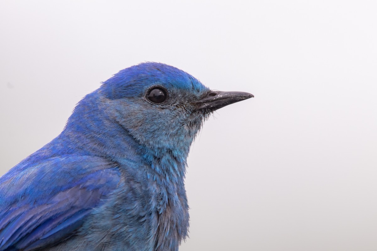 Mountain Bluebird - Rain Saulnier