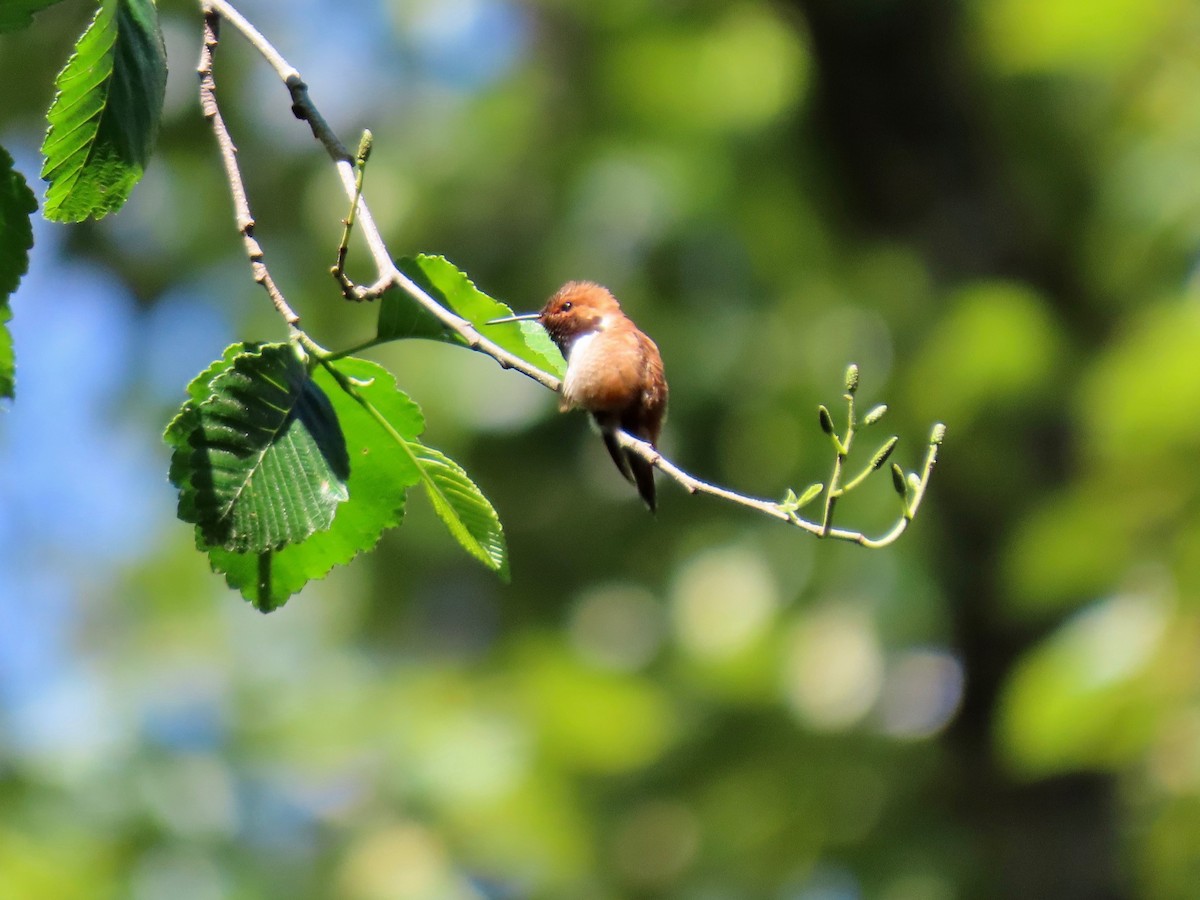 Rufous Hummingbird - ML457592071