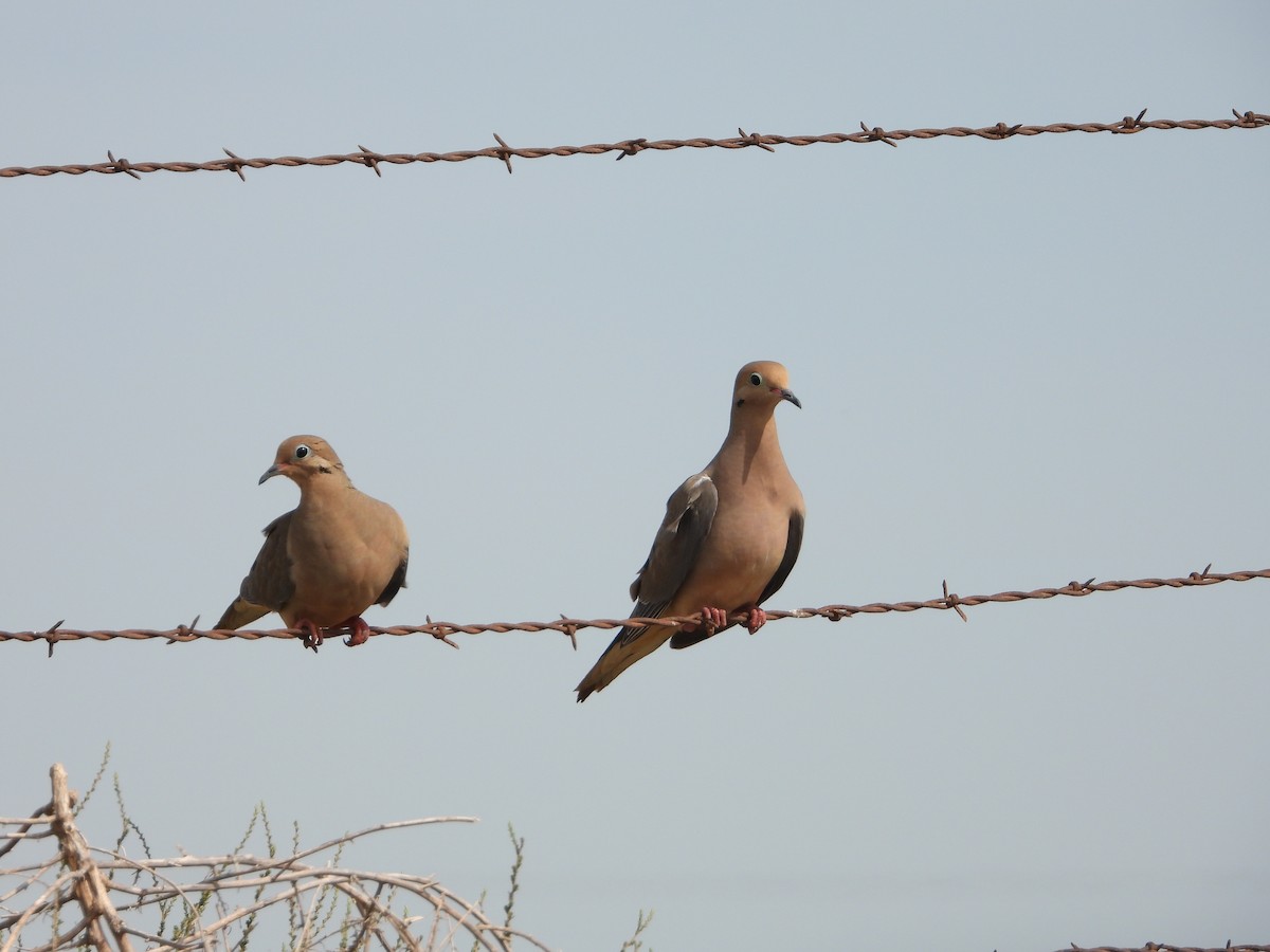 Mourning Dove - Ralph Baker