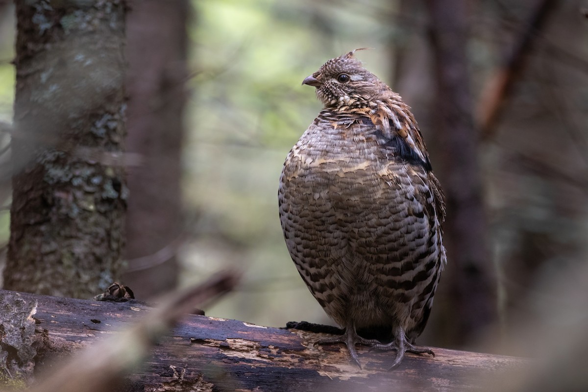 Ruffed Grouse - ML457593031