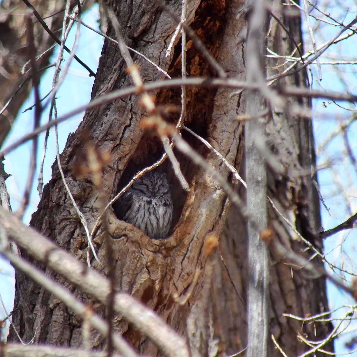 Western Screech-Owl - ML457593771