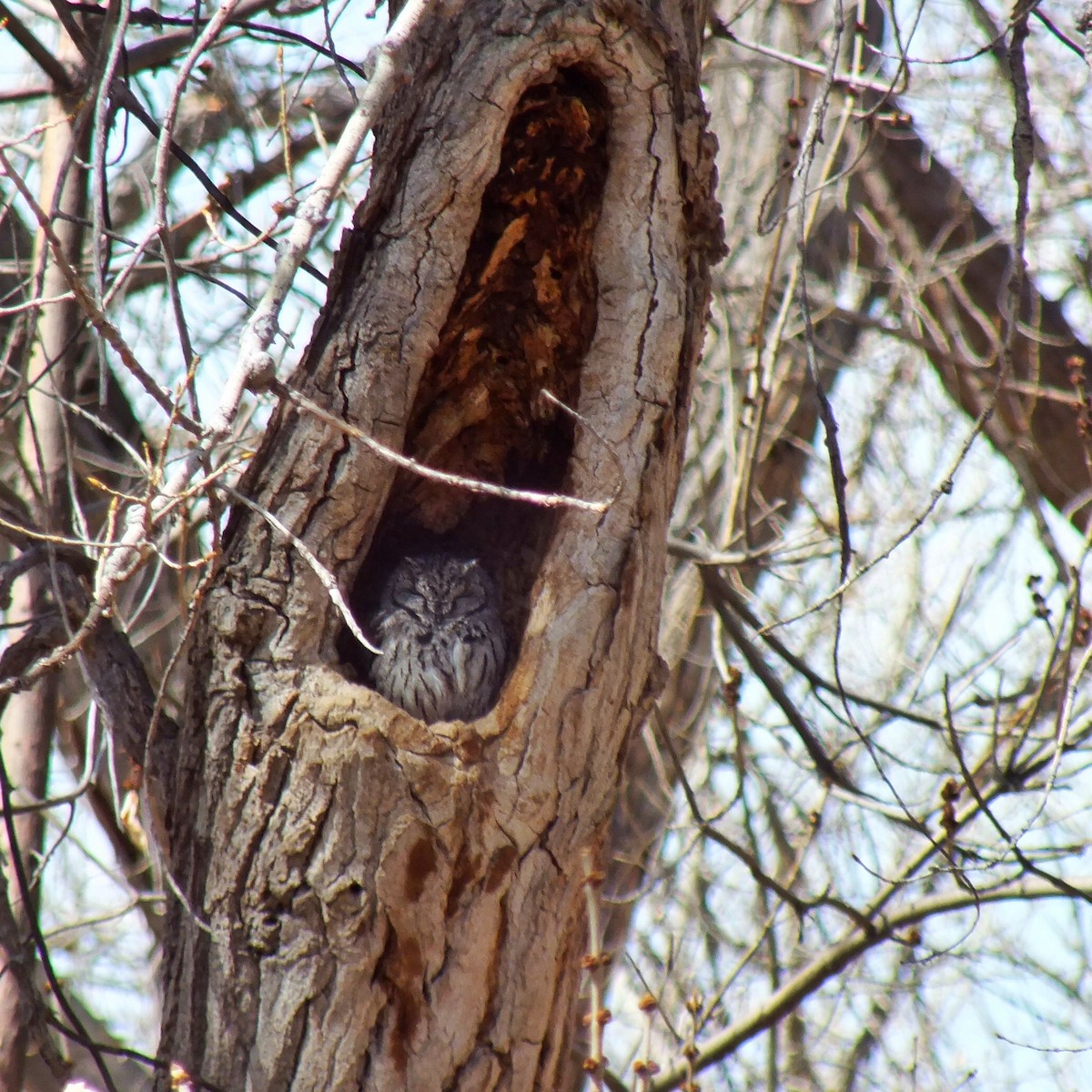 Western Screech-Owl - ML457593791