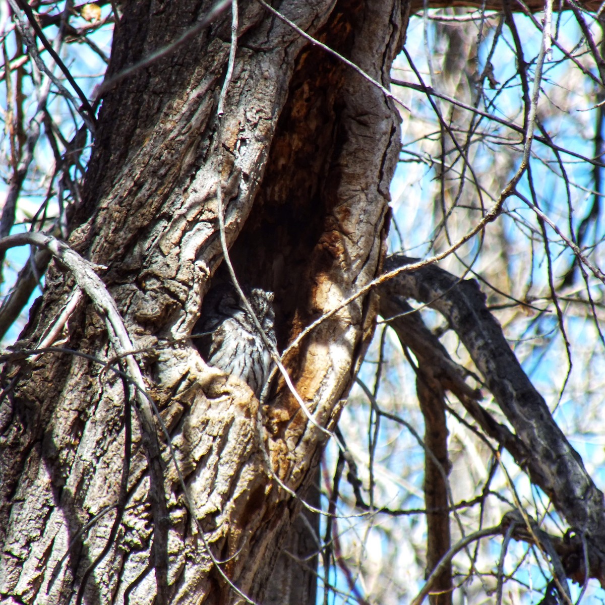 Western Screech-Owl - ML457593821