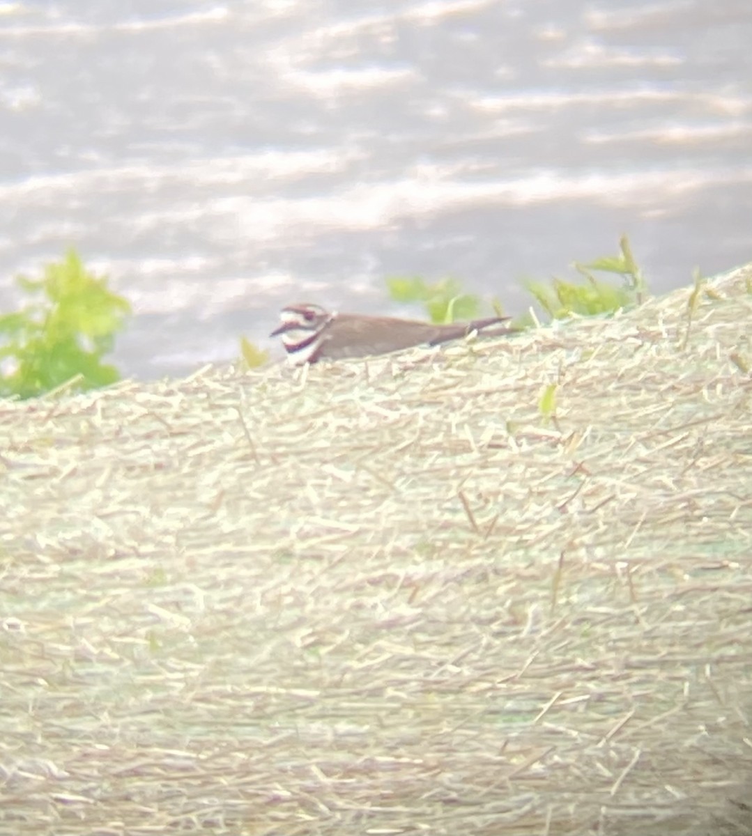 Killdeer - ML457595251