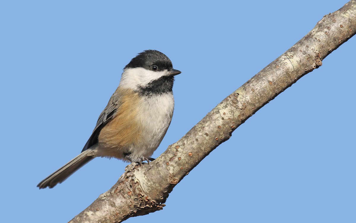 Black-capped Chickadee - ML45759581