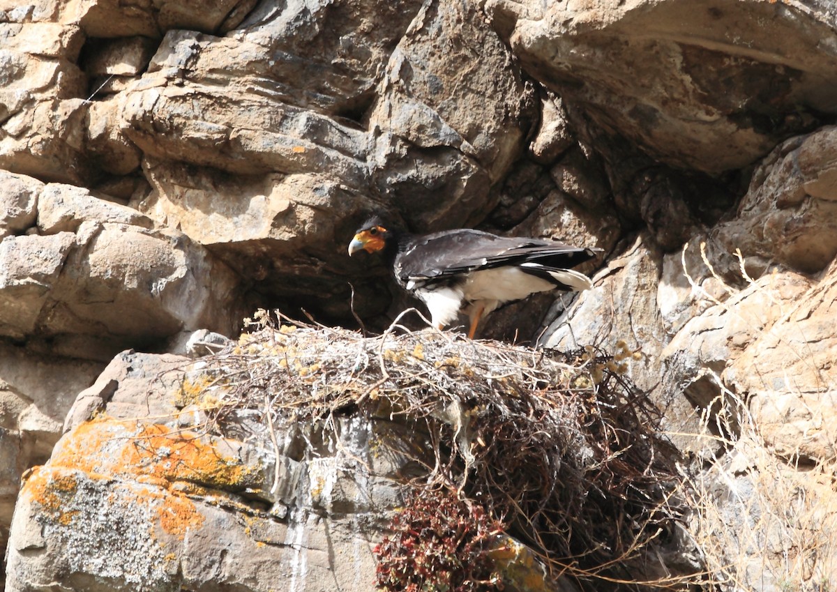 Carunculated Caracara - Nigel Voaden