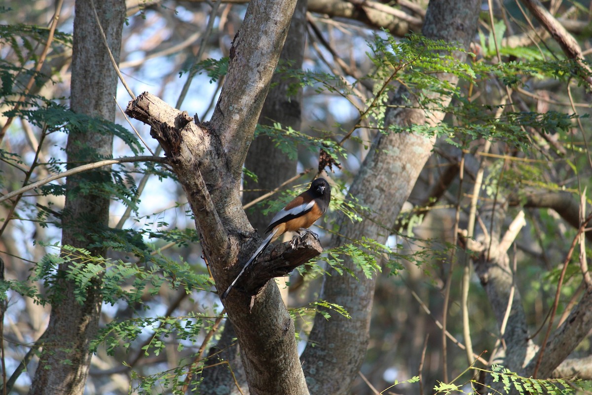 Rufous Treepie - ML45759621