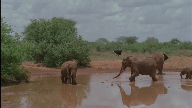 Somali Ostrich - ML457597