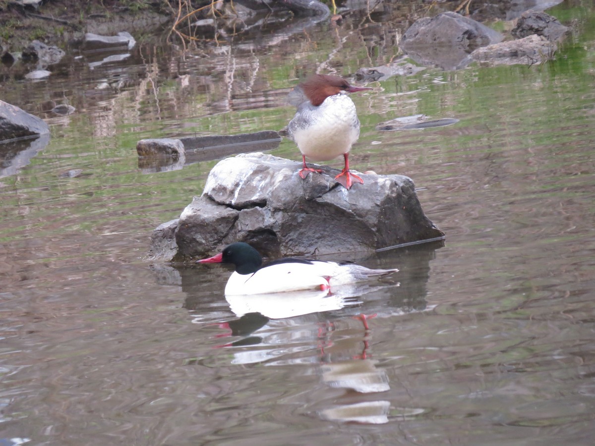 Common Merganser - ML457597171