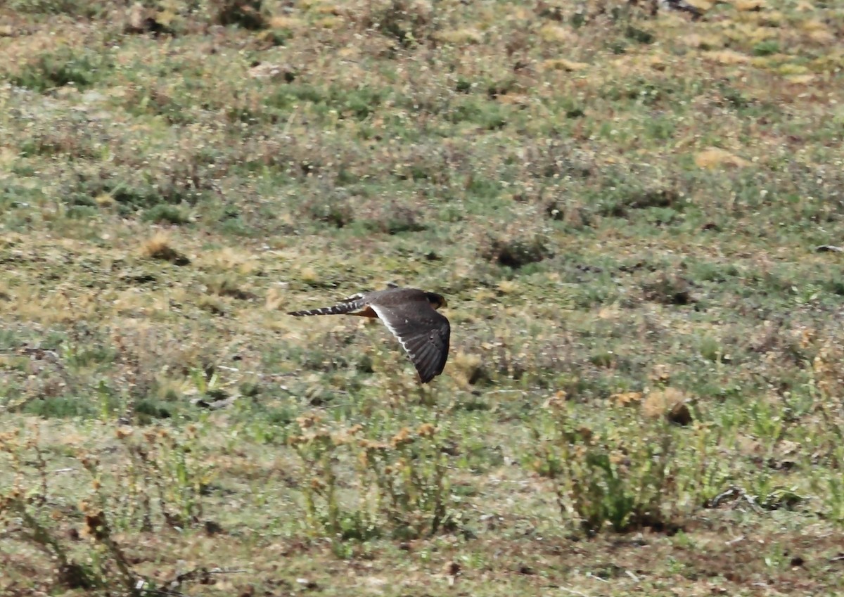 Aplomado Falcon - Nigel Voaden