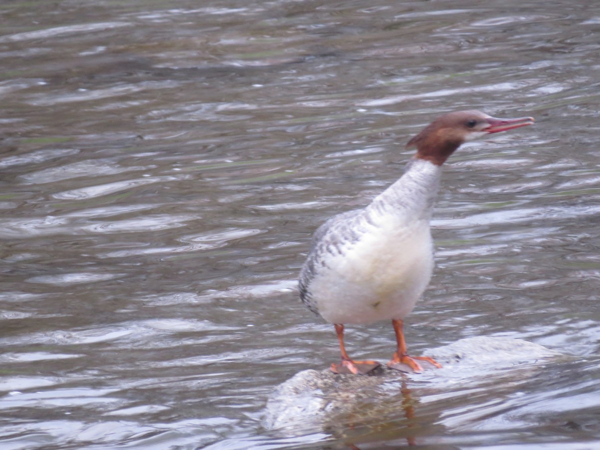 Common Merganser - ML457597481