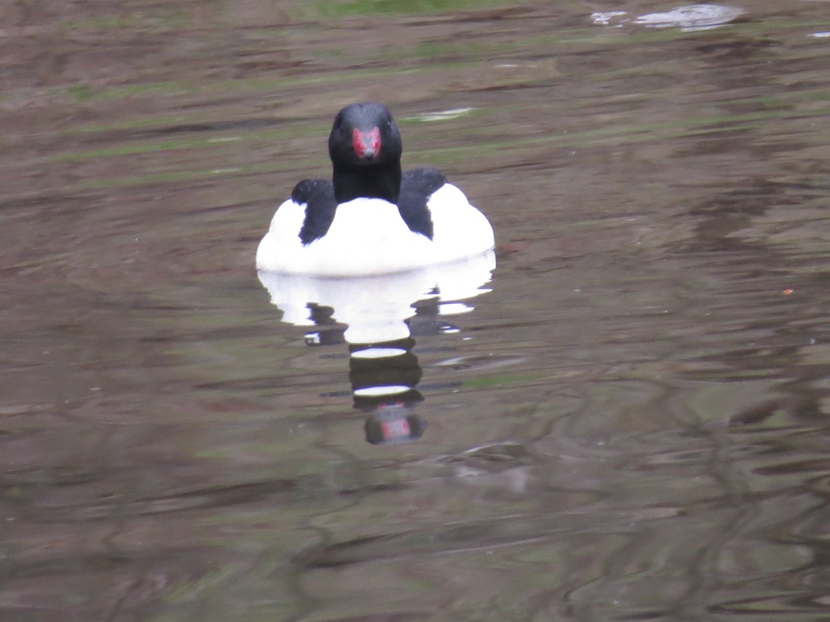 Common Merganser - ML457597721