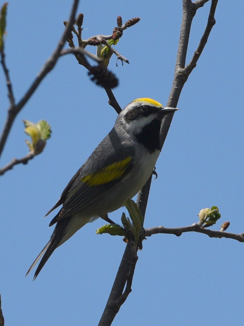 Golden-winged Warbler - Wendy Hill