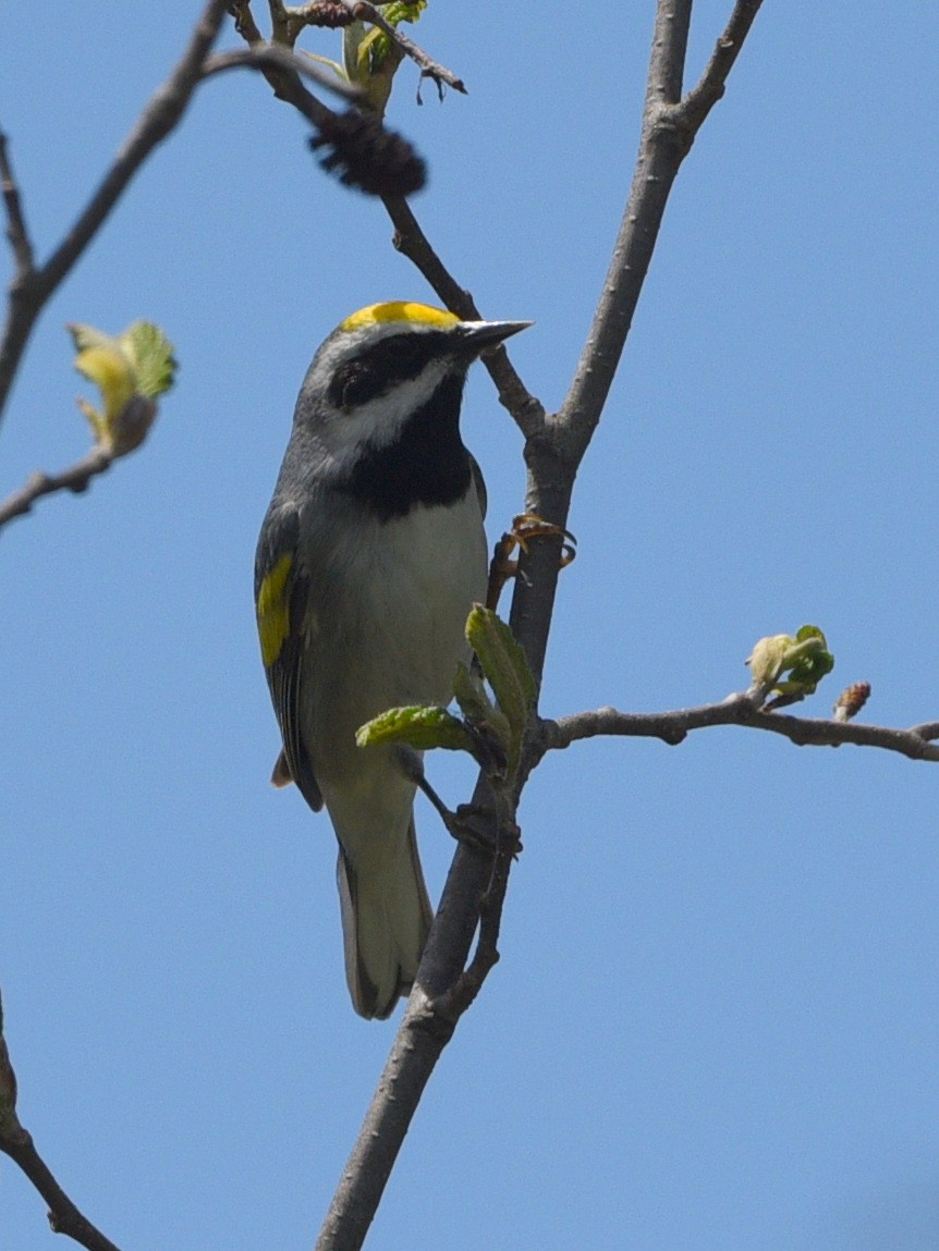 Golden-winged Warbler - Wendy Hill