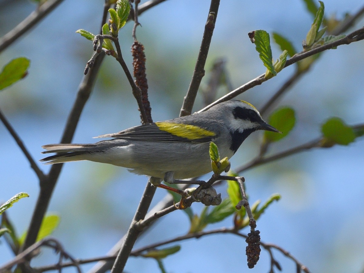 Golden-winged Warbler - Wendy Hill