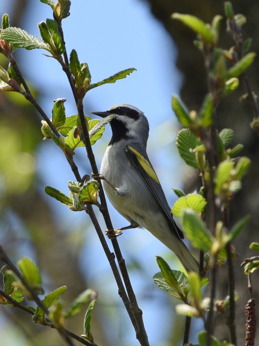 Goldflügel-Waldsänger - ML457600131