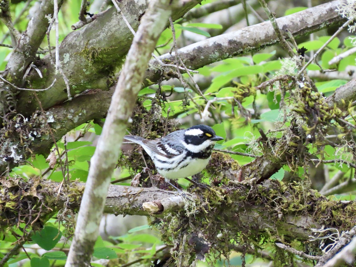 Black-throated Gray Warbler - Joseph Blowers