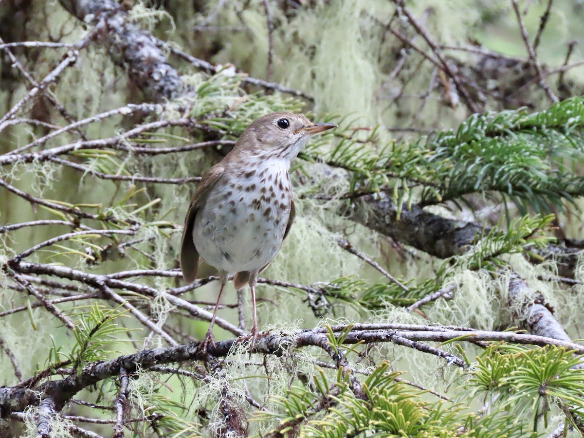 Hermit Thrush (guttatus Group) - ML457600551