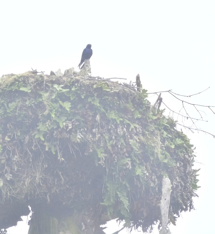 Purple Martin - ML457601161