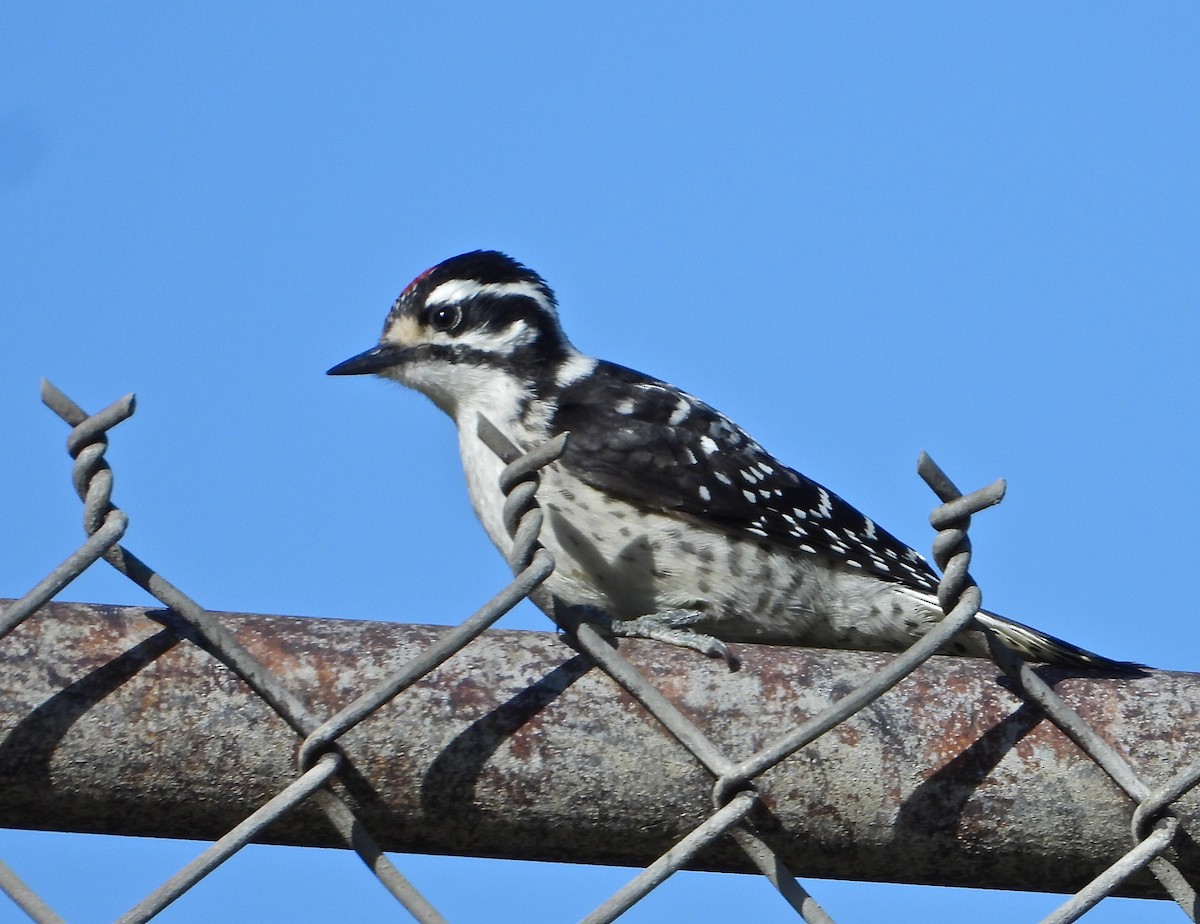 Nuttall's Woodpecker - ML457601341