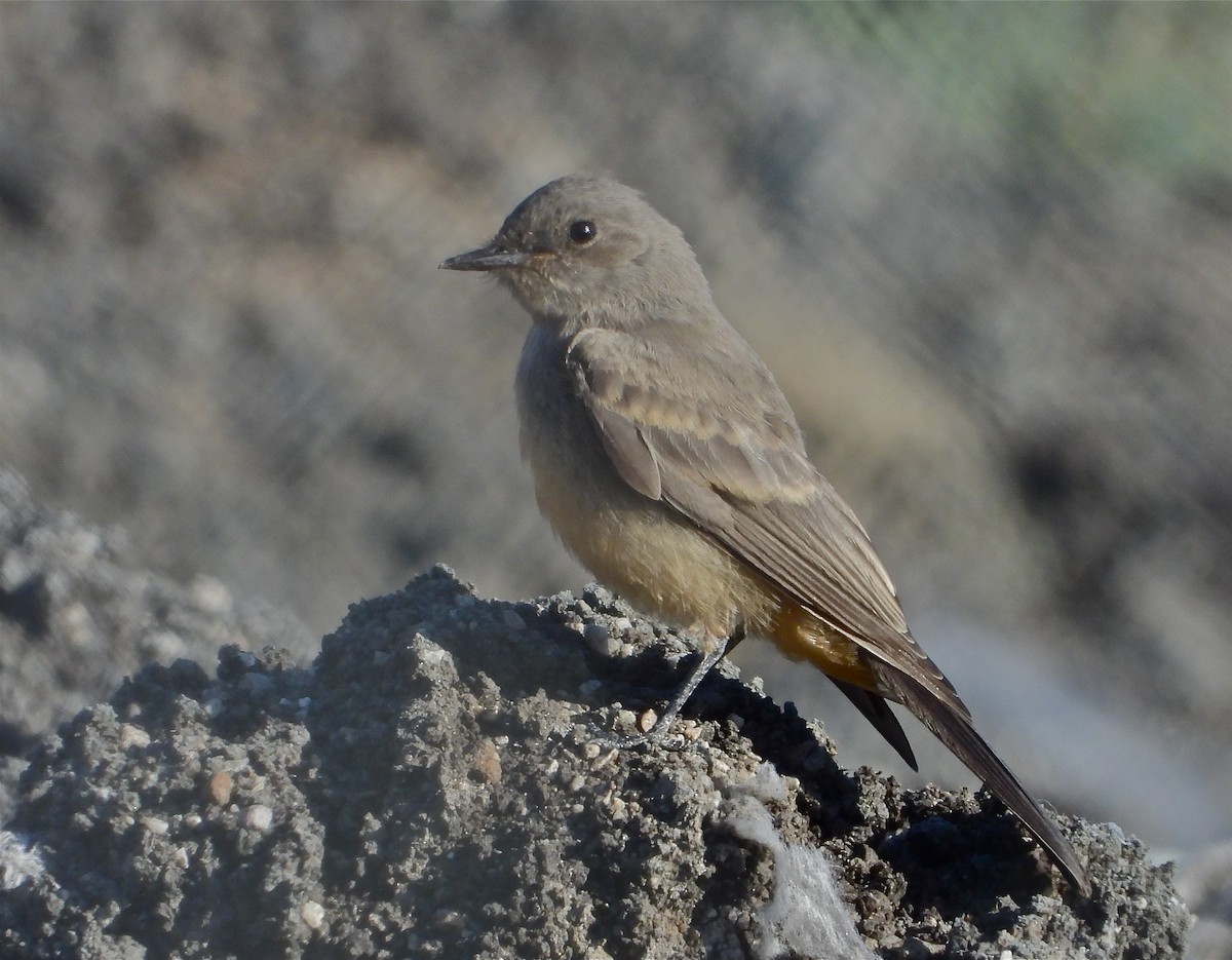 Say's Phoebe - ML457601371