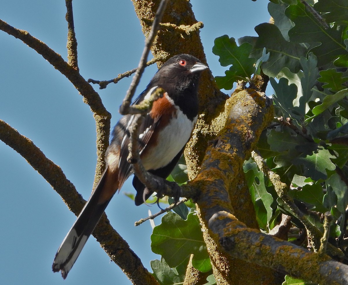 Spotted Towhee - ML457601391