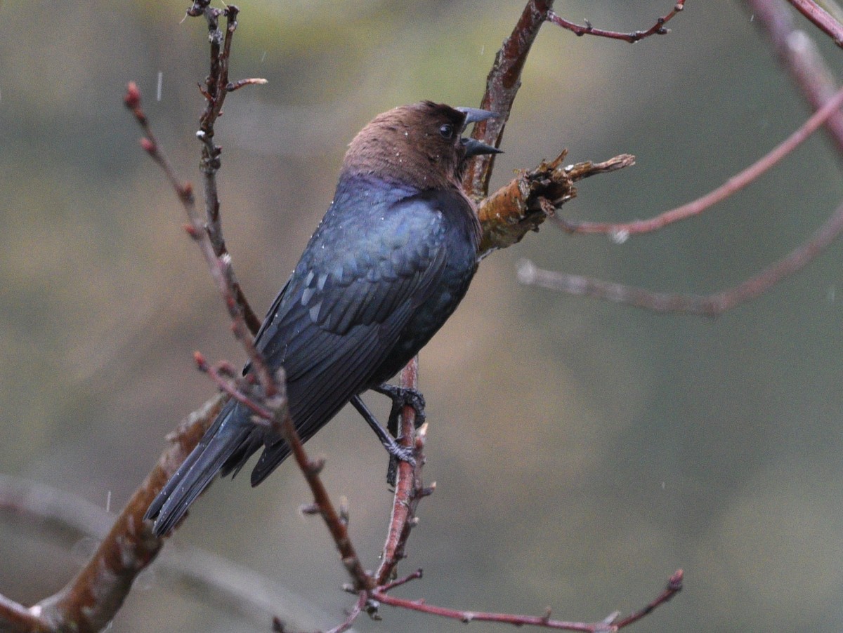 Brown-headed Cowbird - ML457601731