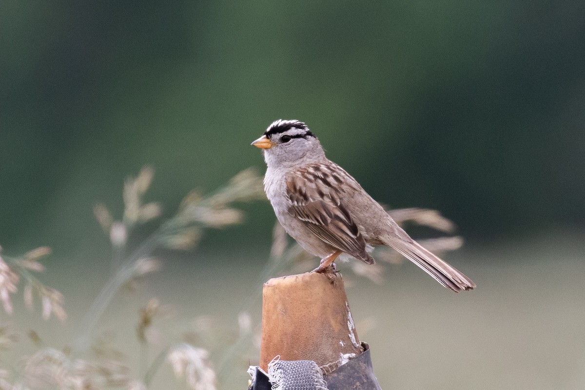 White-crowned Sparrow - ML457601791